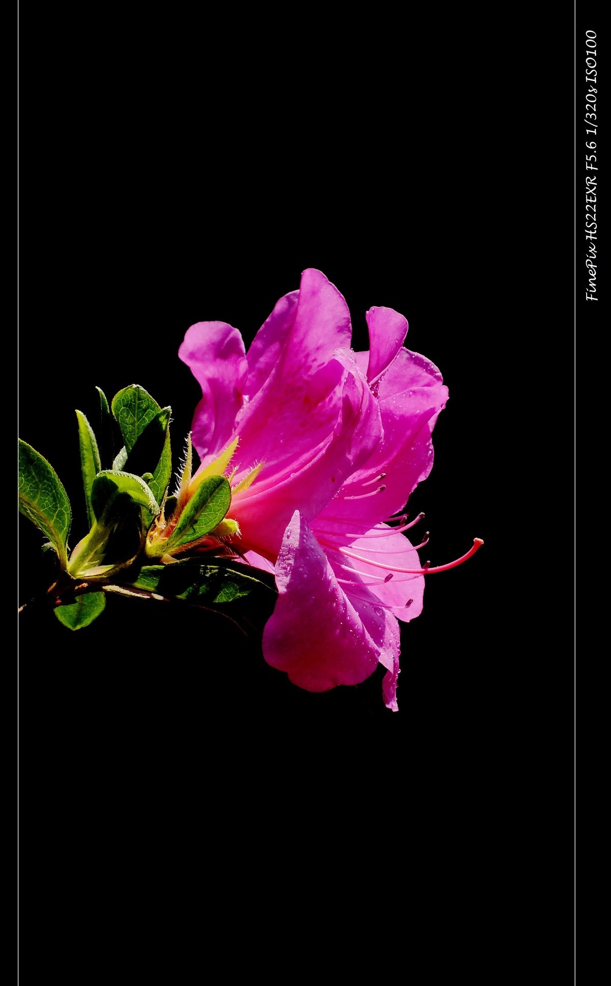 又见杜鹃开 (16)