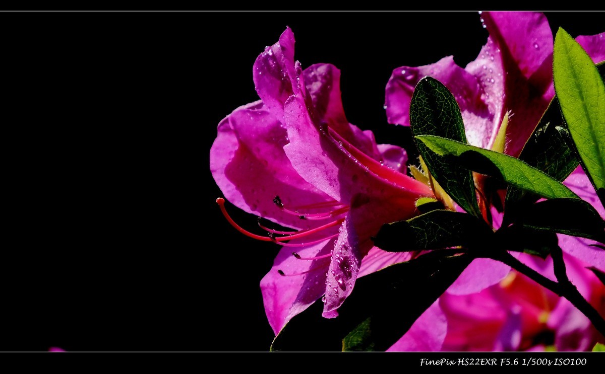 又见杜鹃开 (16)