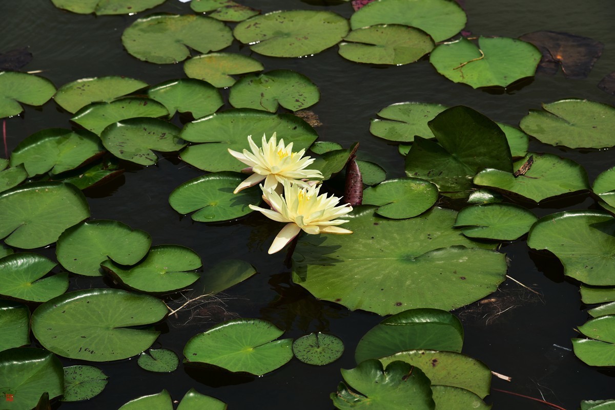 大足海棠湖公园（5）