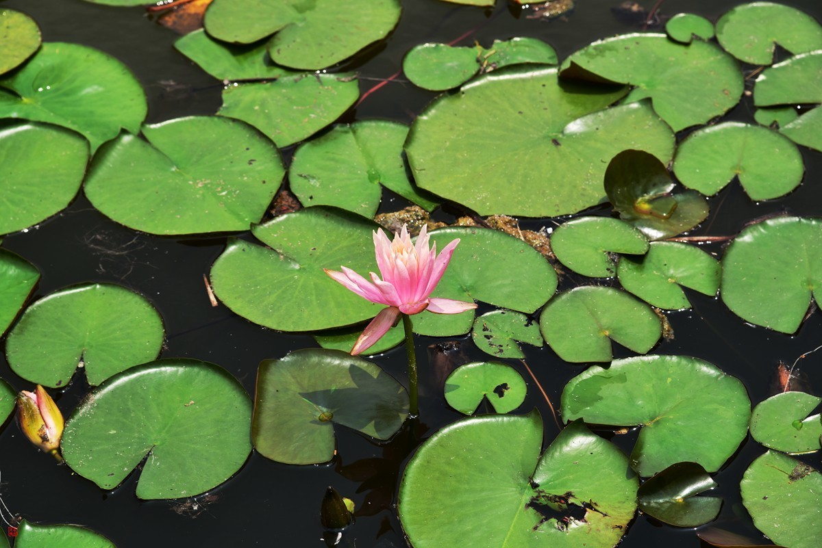 大足海棠湖公园（5）