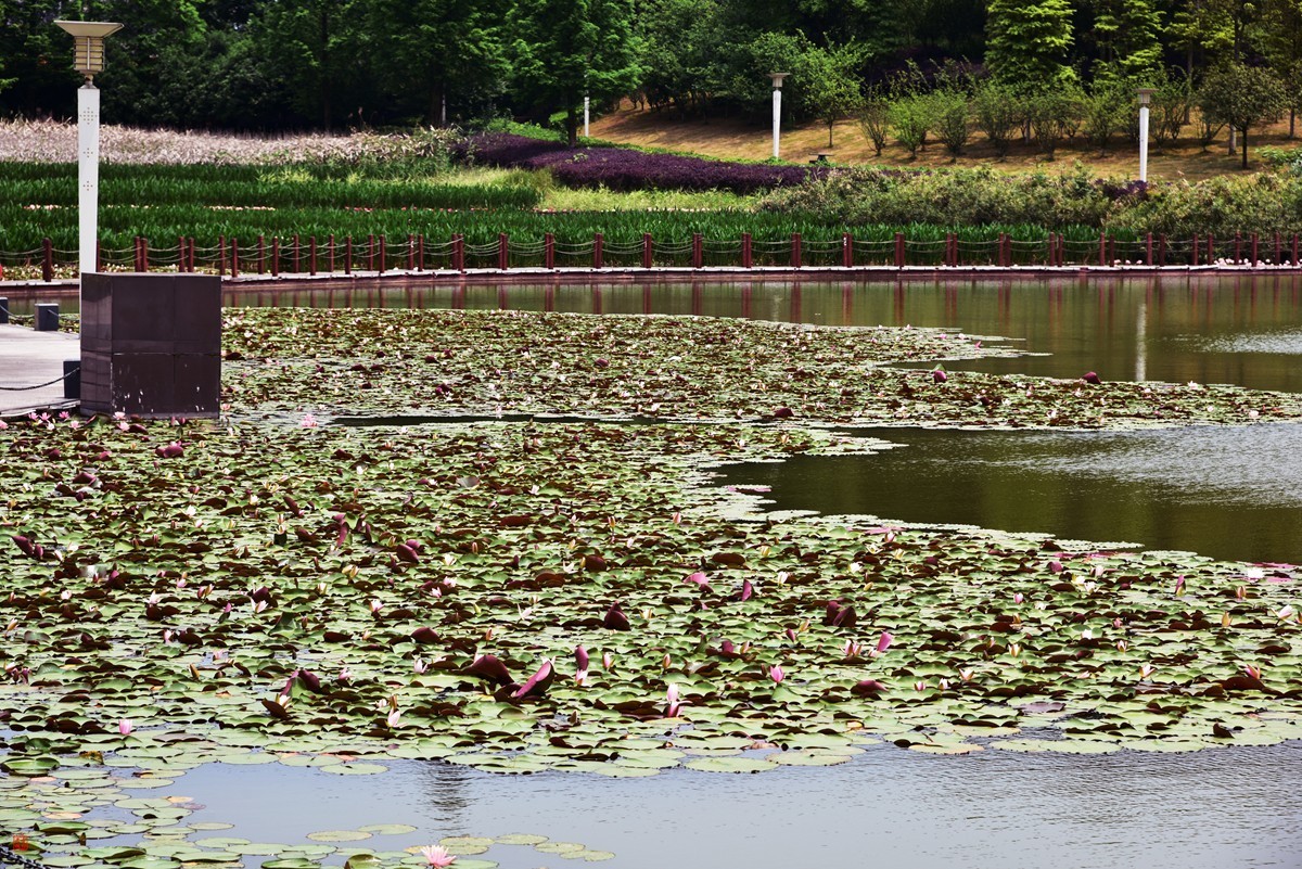 大足海棠湖公园（5）