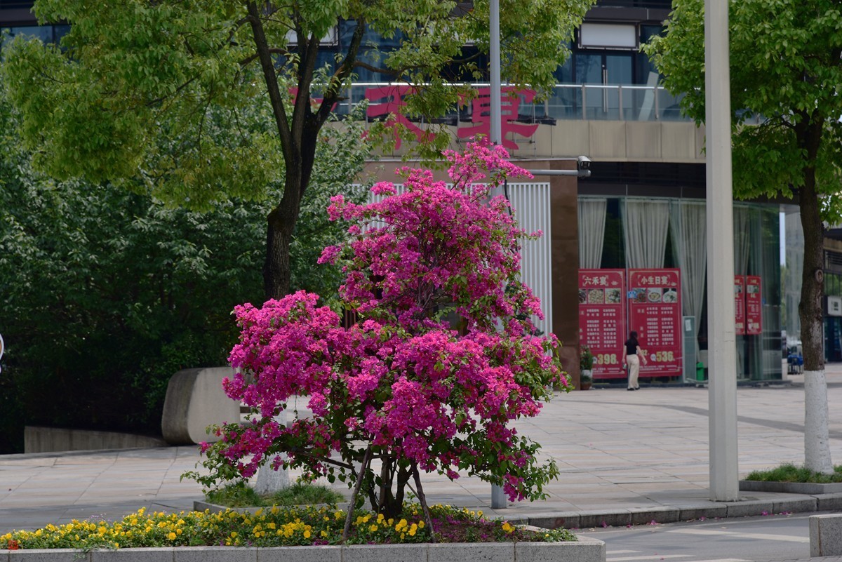 大足海棠湖公园（5）