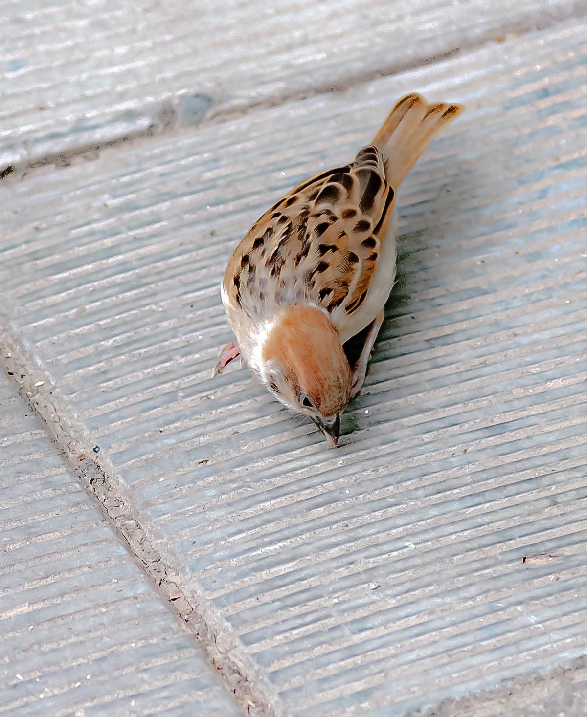 随                         拍