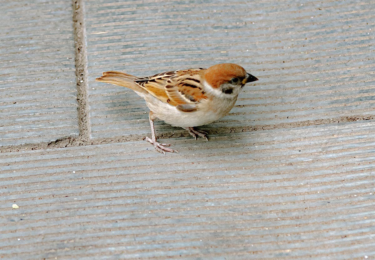 随                         拍