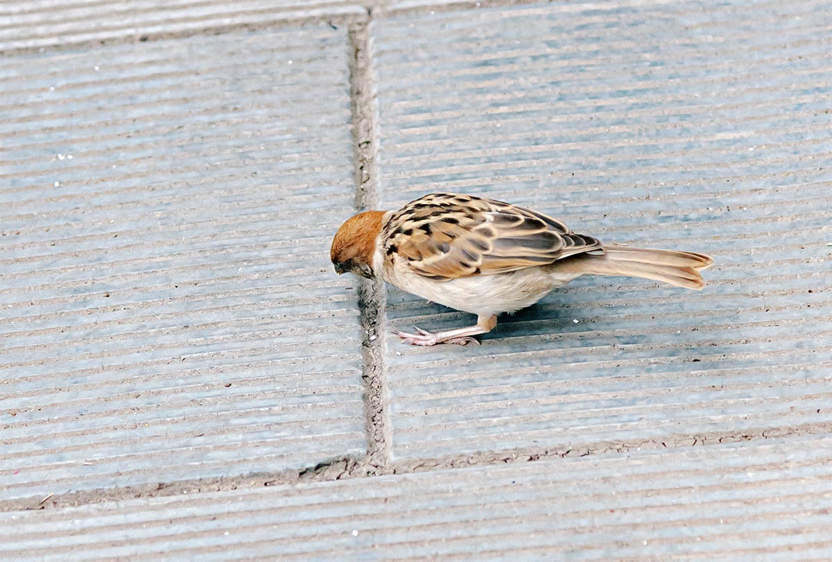 随                         拍