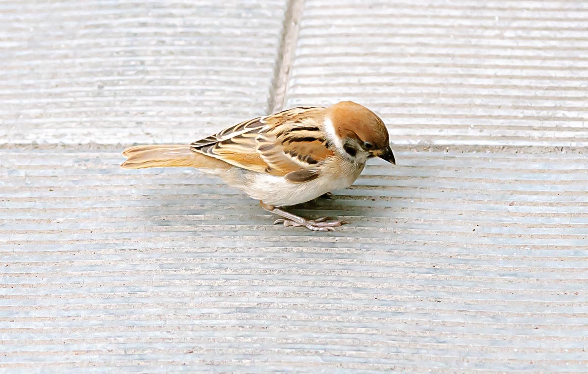 随                         拍