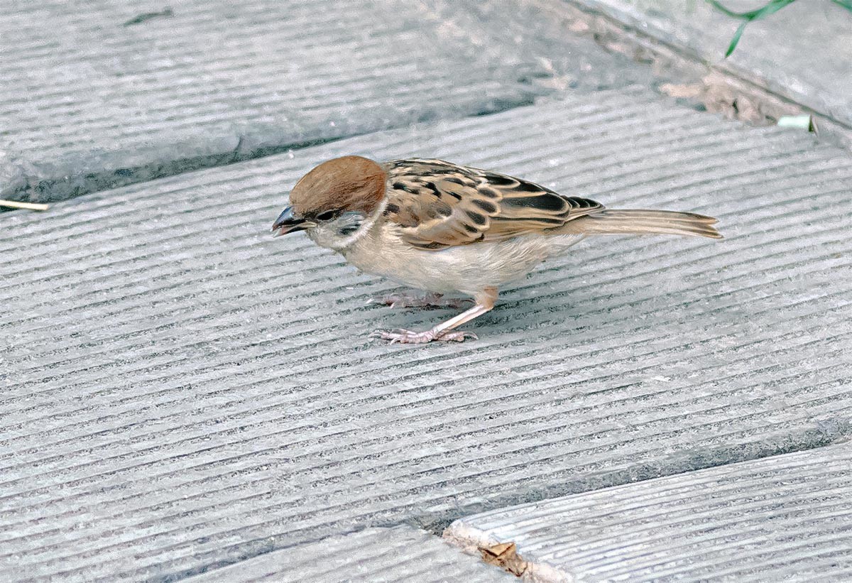 随                         拍