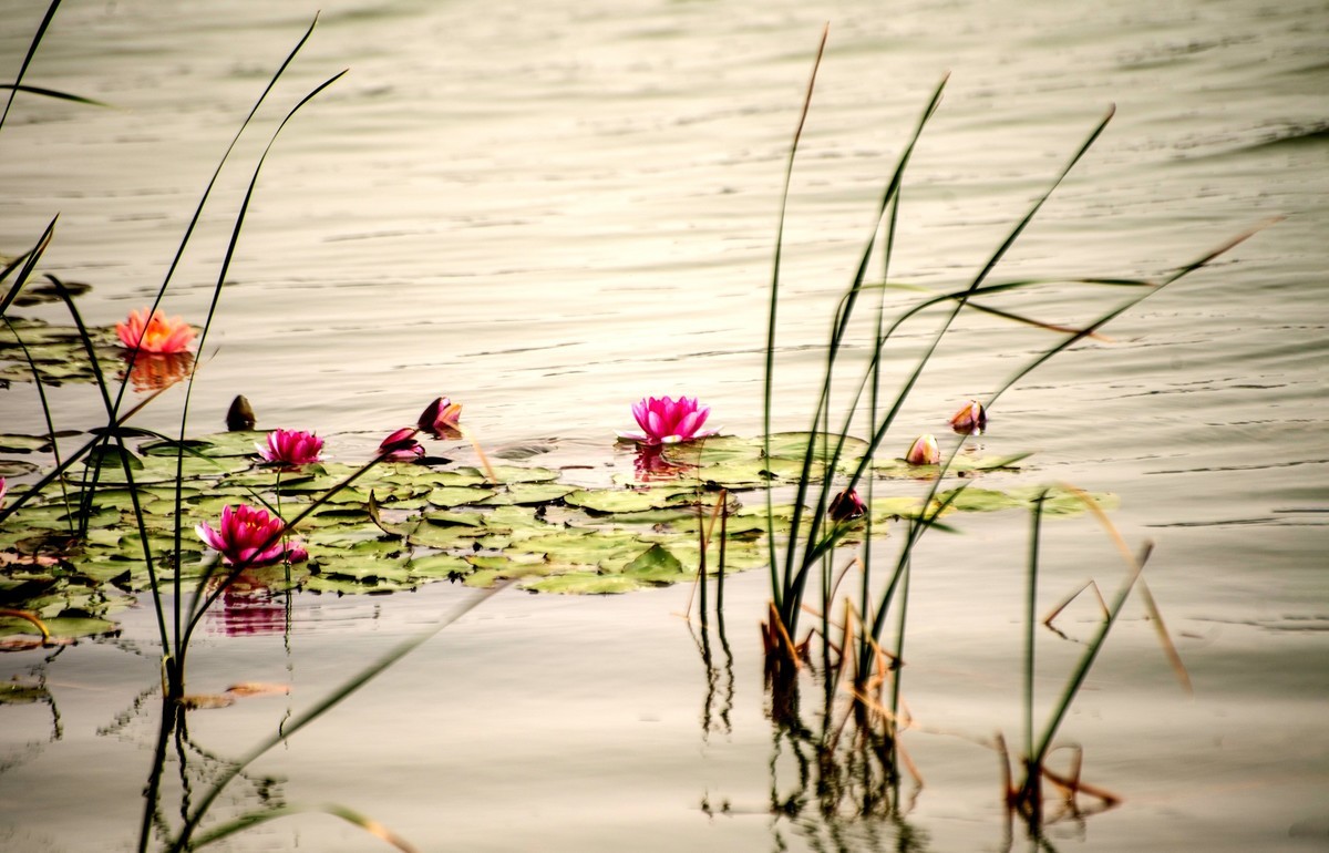水中女神——睡莲