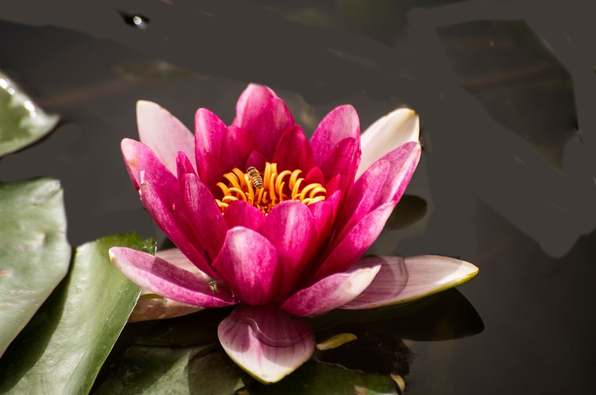 水中女神——睡莲