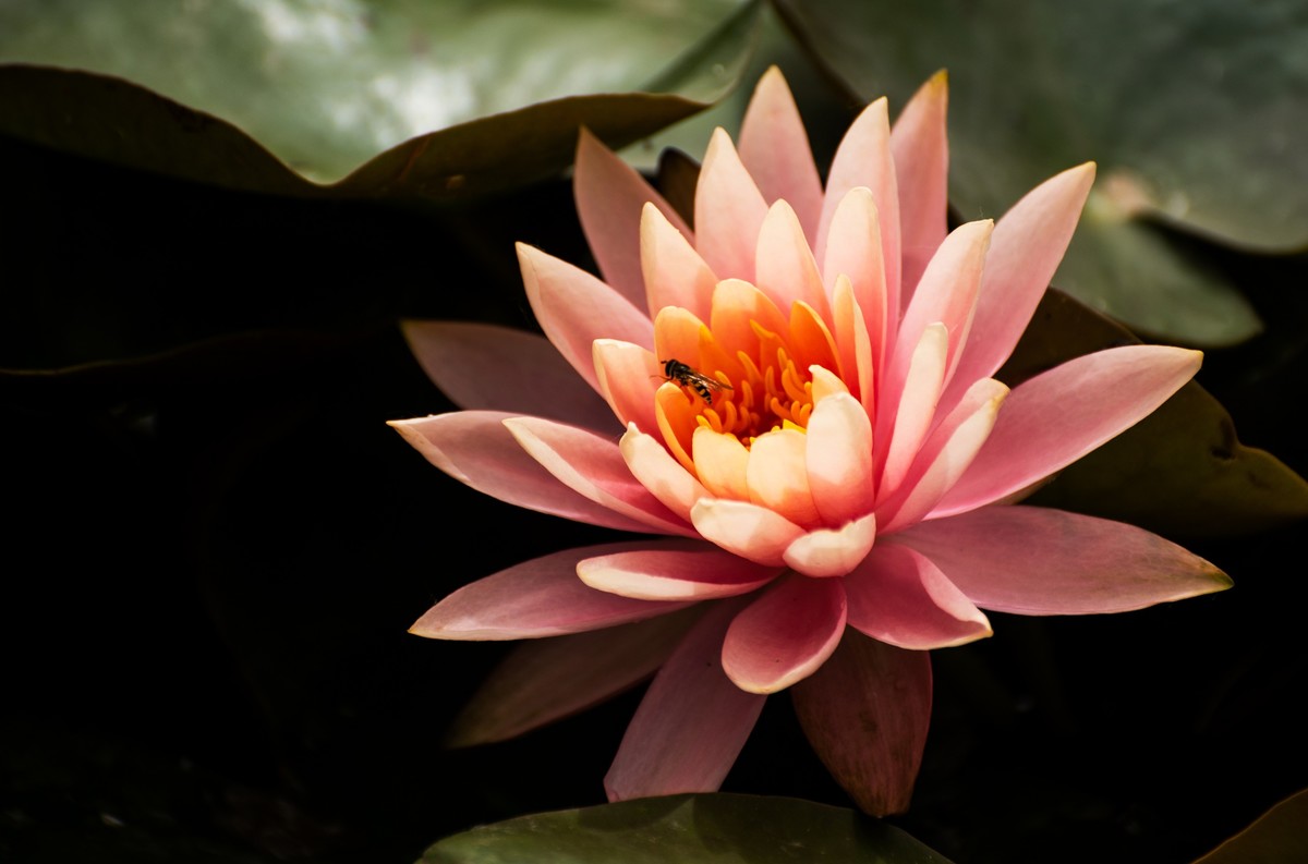 水中女神——睡莲