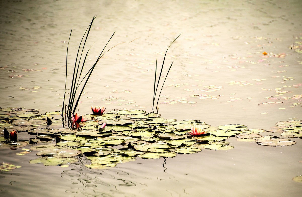 水中女神——睡莲