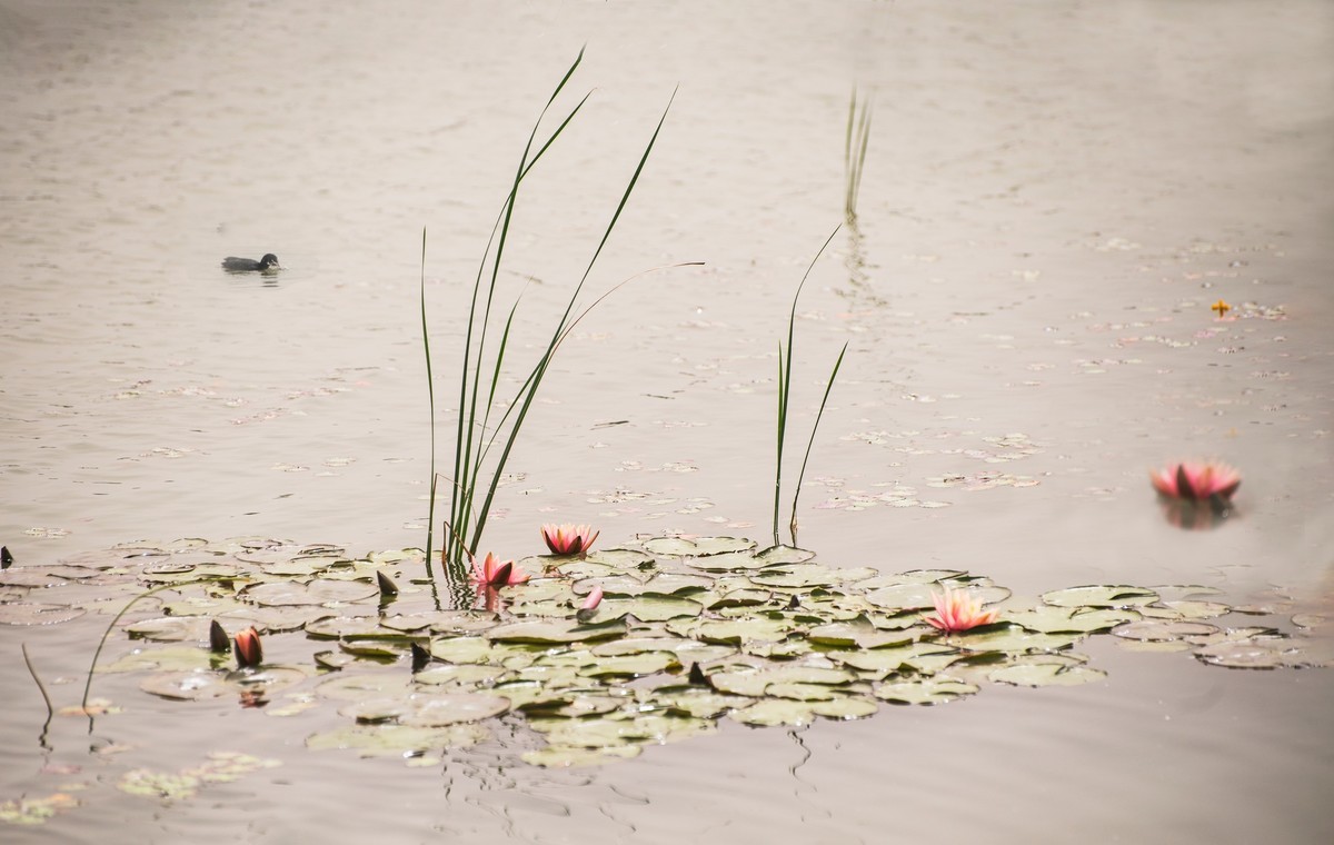 水中女神——睡莲