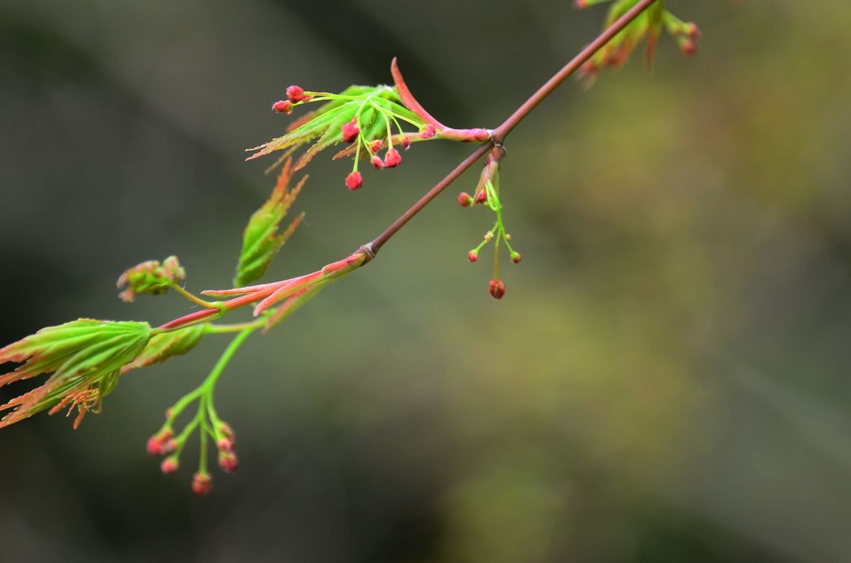 花卉系列【3340】