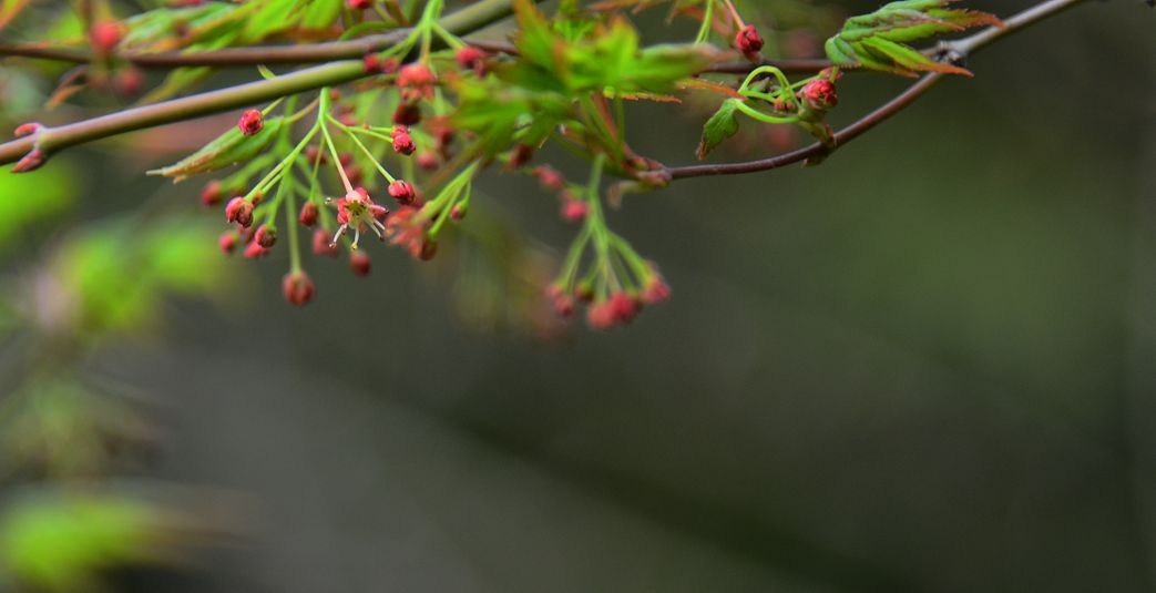 花卉系列【3340】