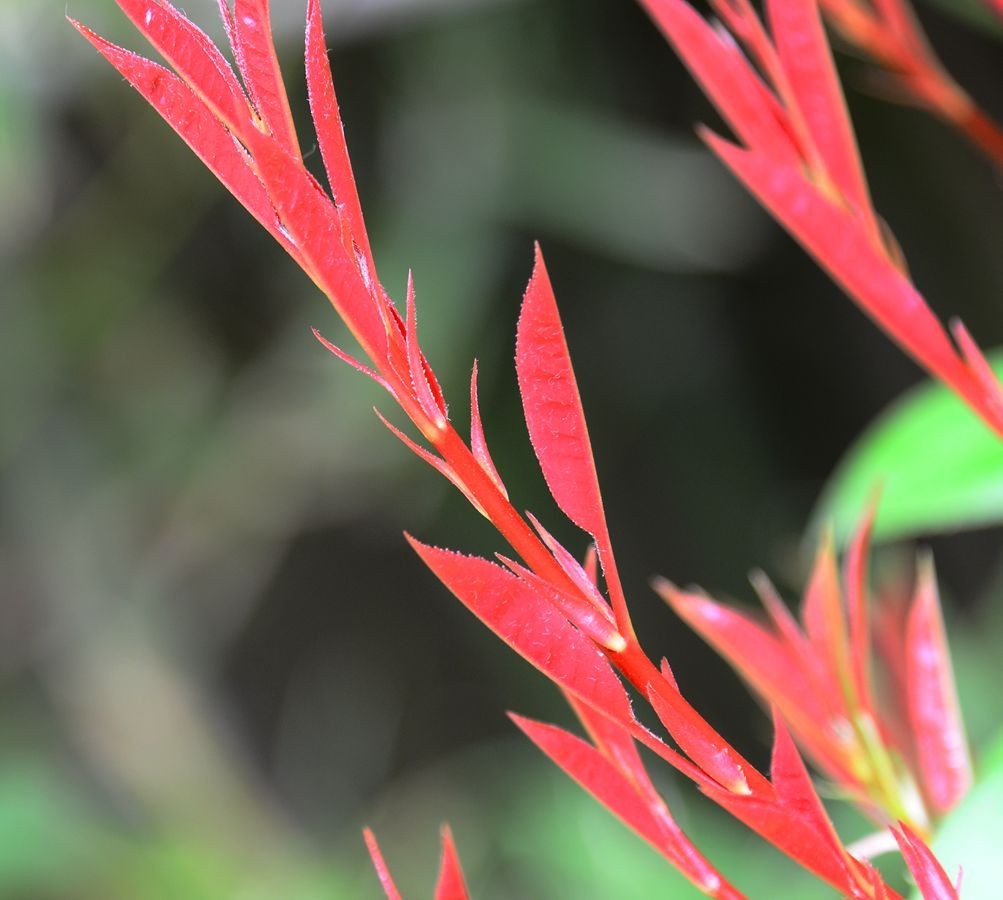 花卉系列【3340】