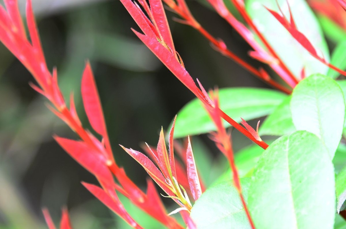 花卉系列【3340】