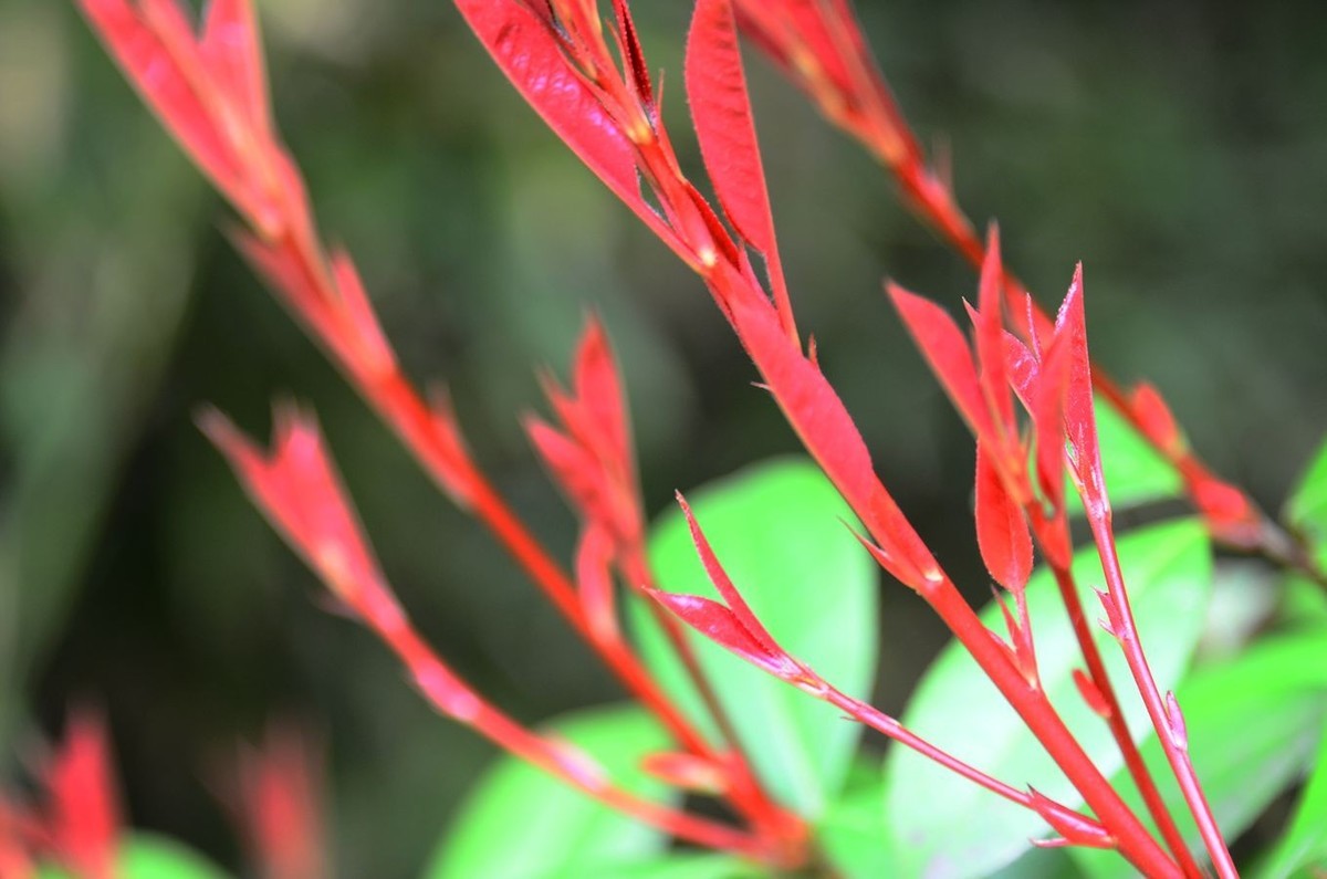 花卉系列【3340】