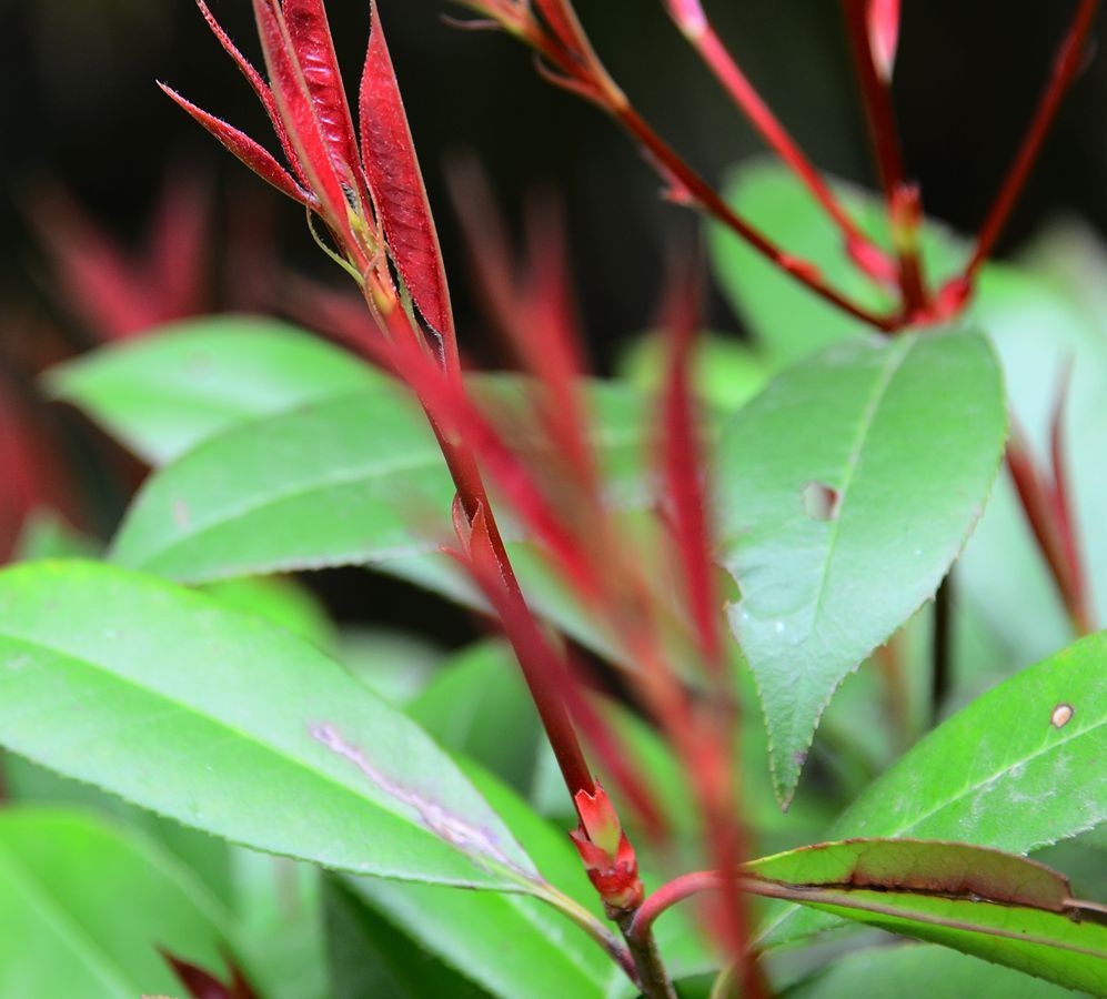 花卉系列【3341】