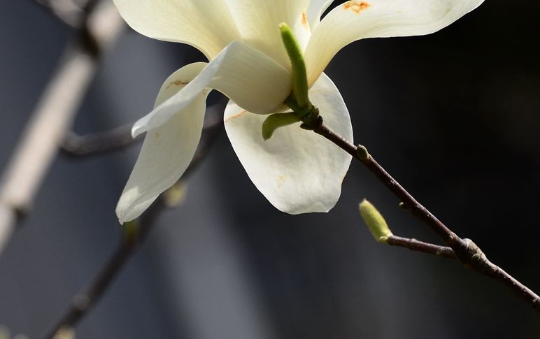 花卉系列【3341】