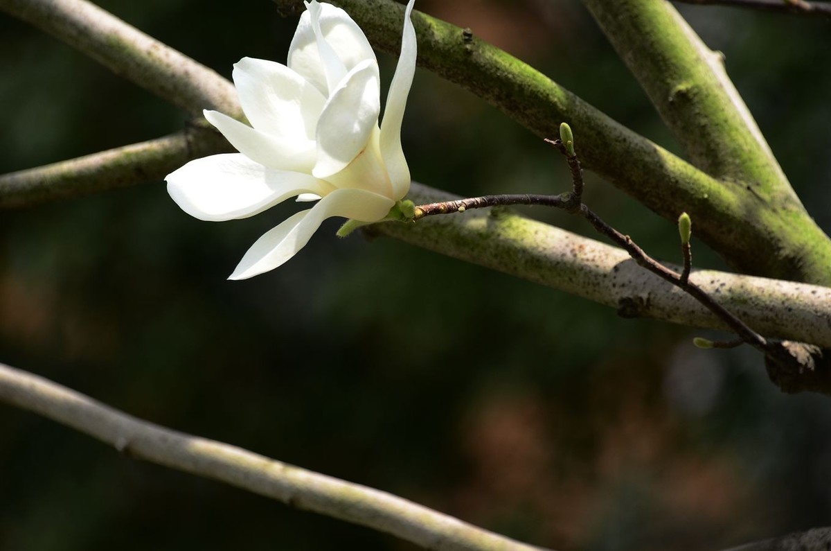 花卉系列【3341】