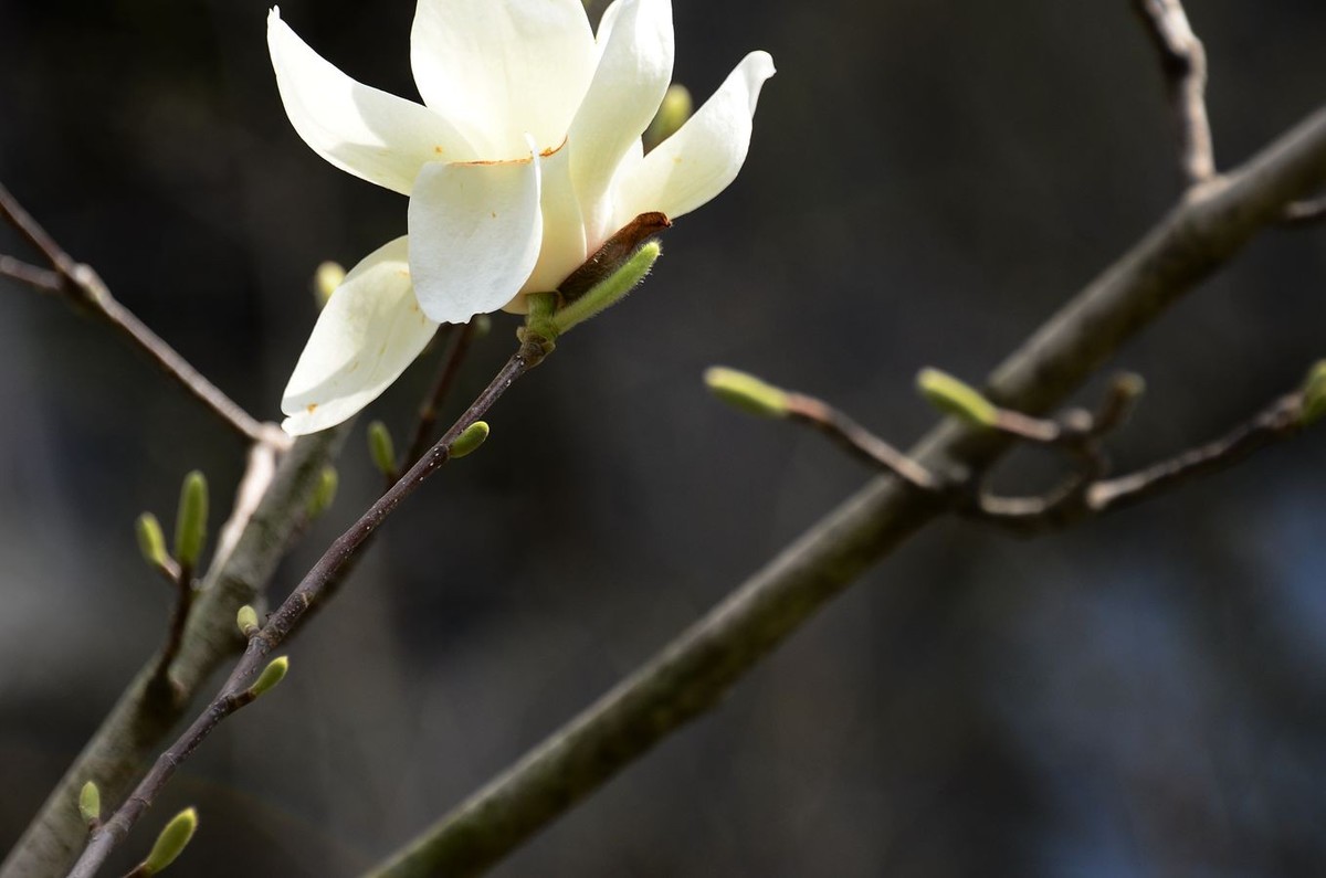 花卉系列【3341】