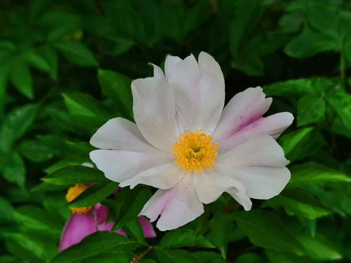 国色满园，香飘万里。