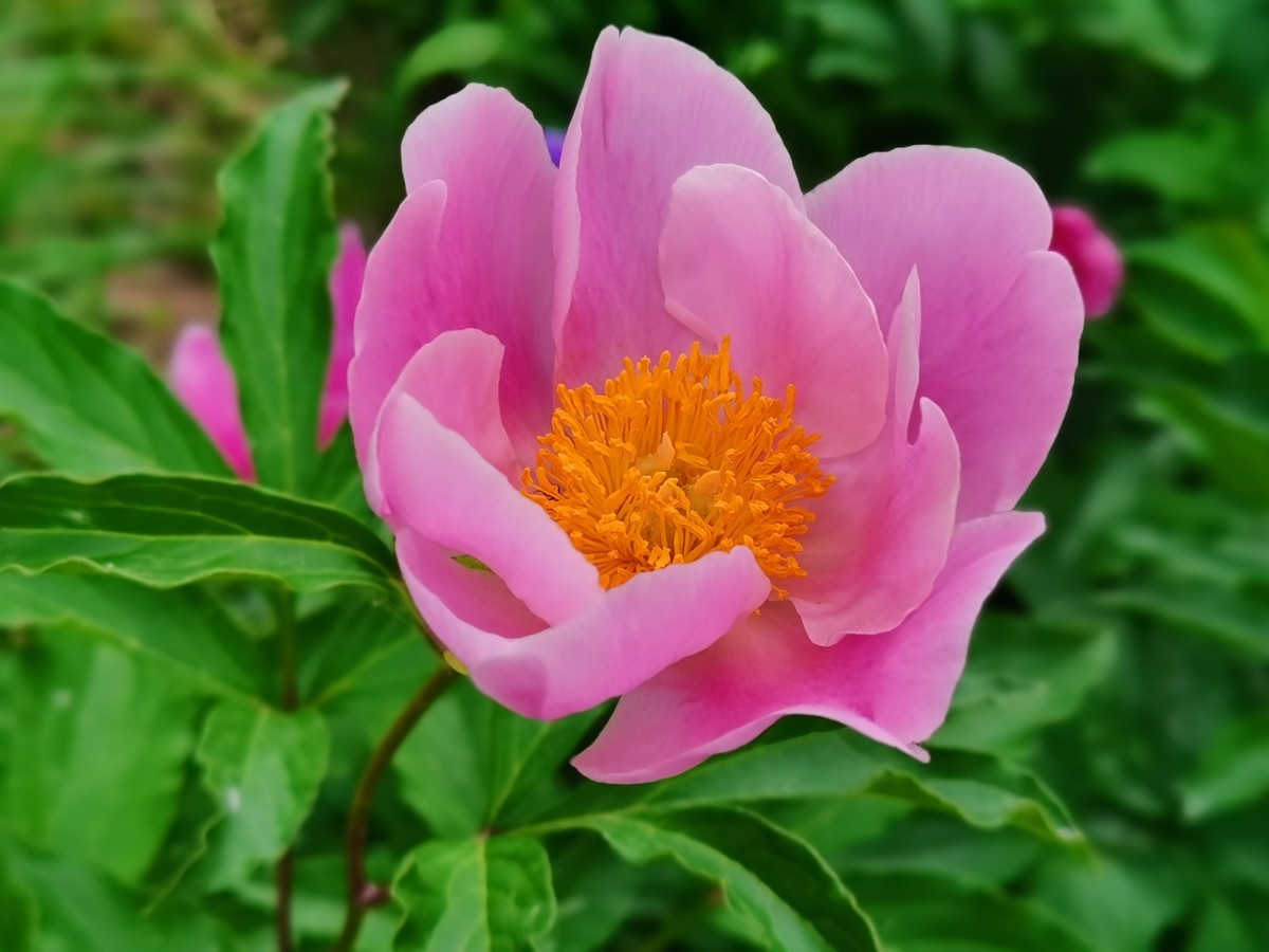 国色满园，香飘万里。