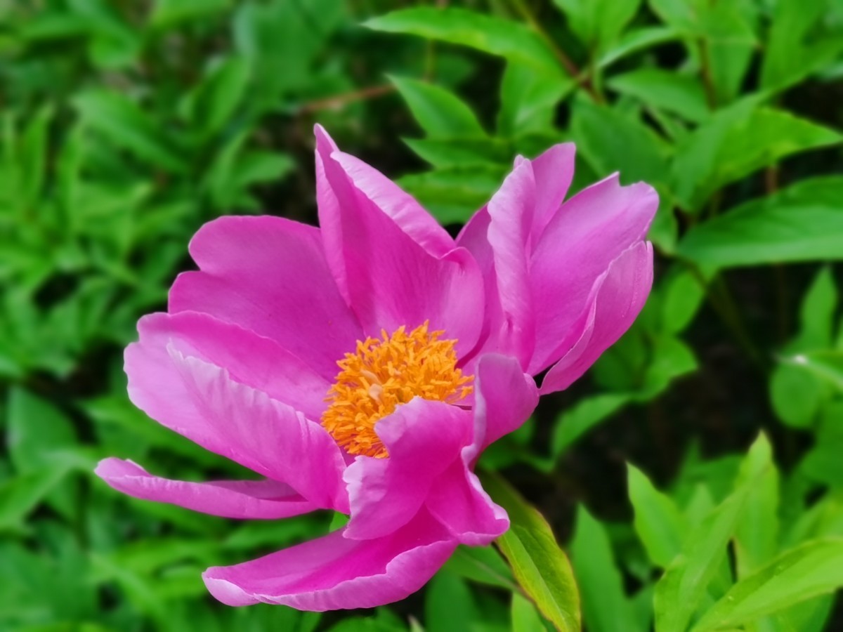 国色满园，香飘万里。