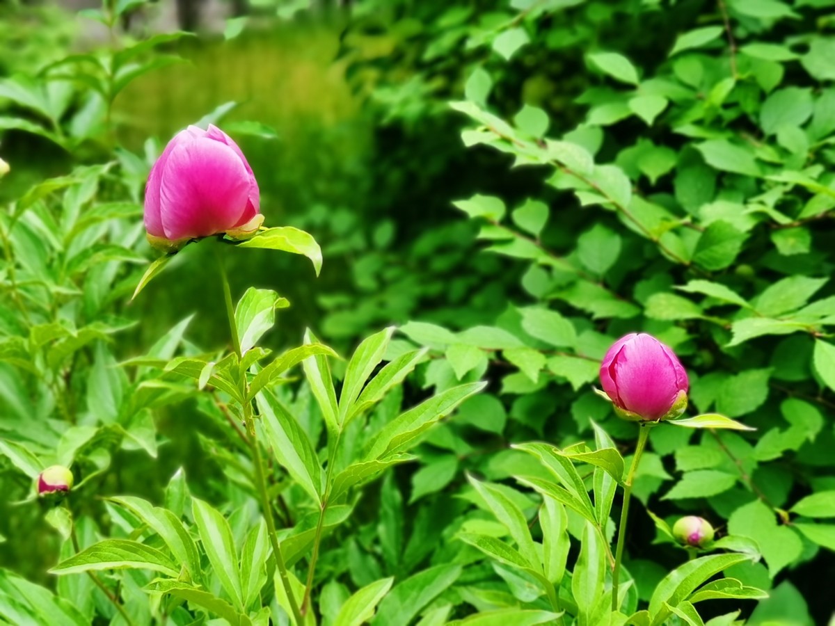 国色满园，香飘万里。