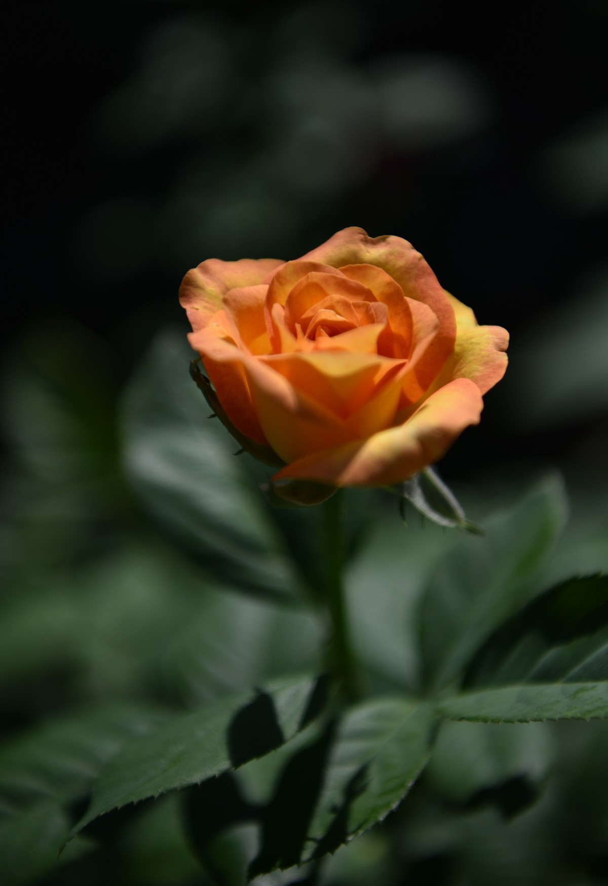 盛夏月季花开美丽