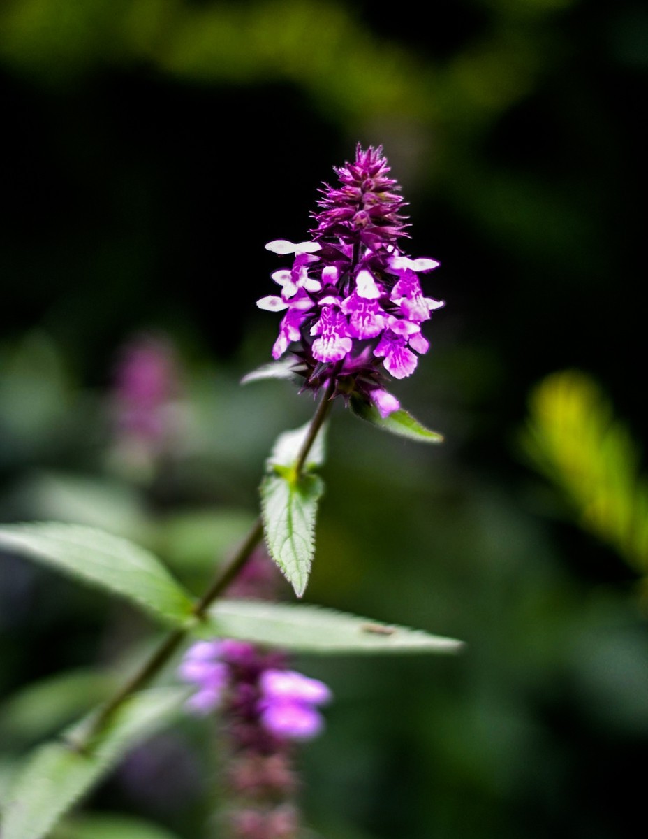 “小痰盂”沾花