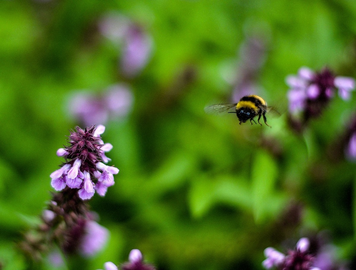“小痰盂”沾花
