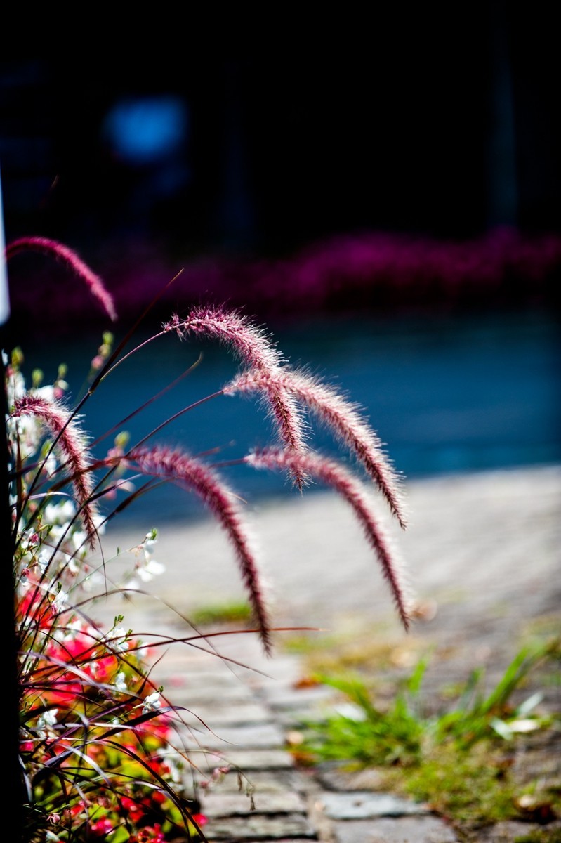 “小痰盂”沾花