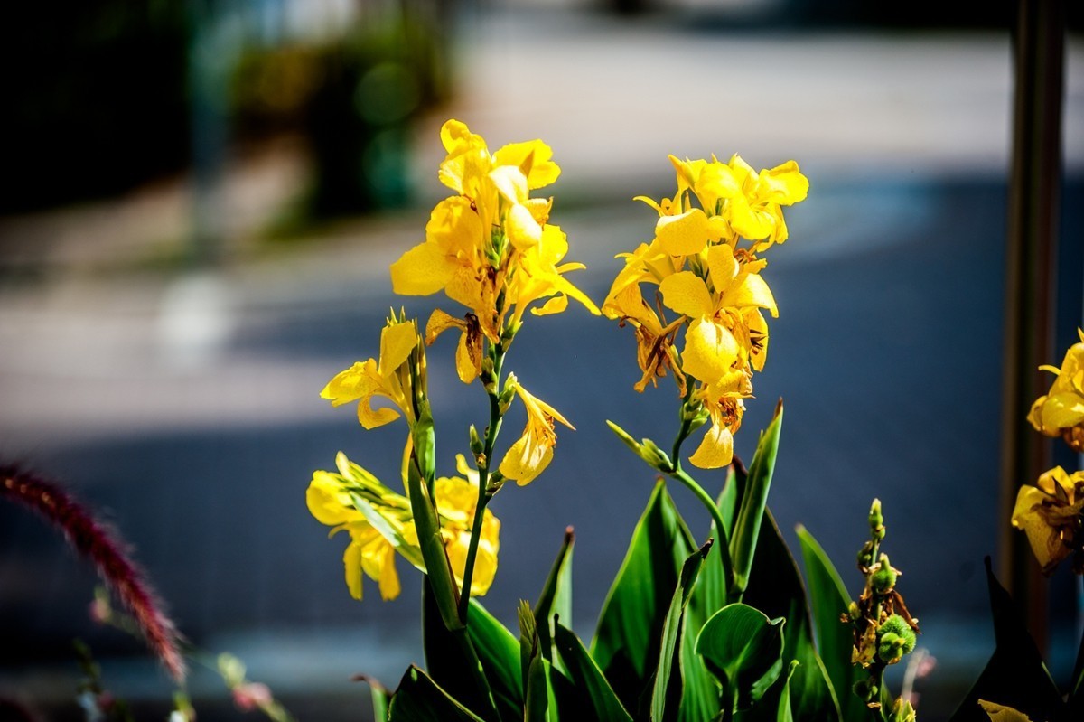 “小痰盂”沾花