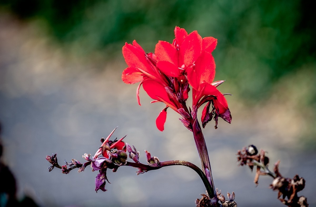 “小痰盂”沾花