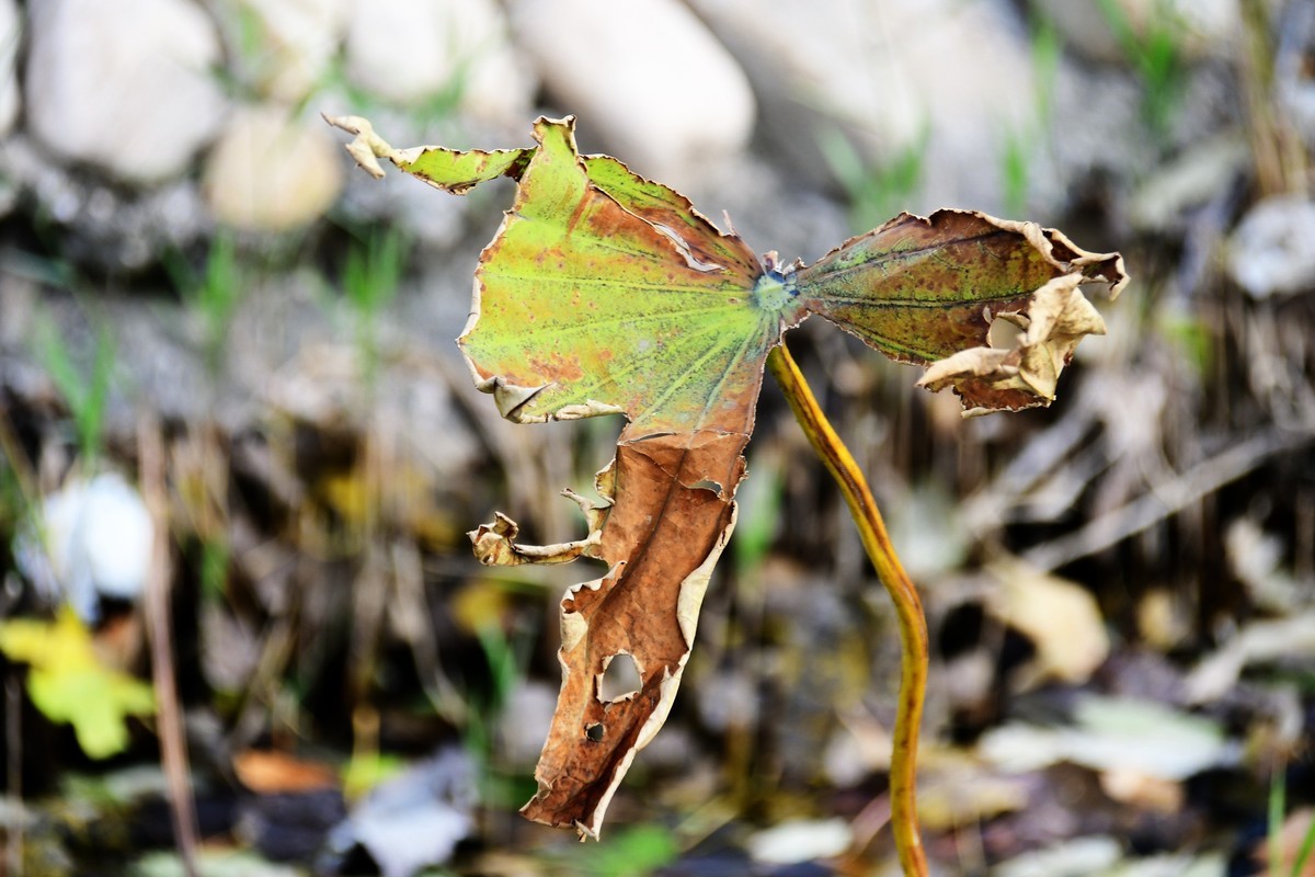 魂断香消泪不成，且留傲骨伴舟横
