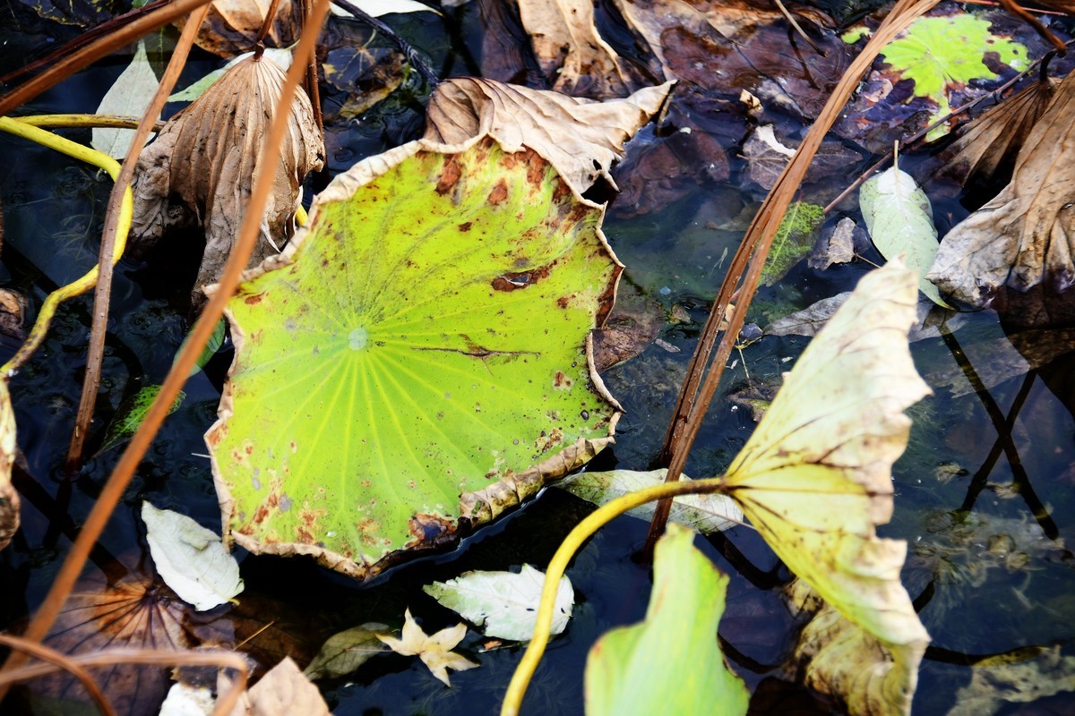魂断香消泪不成，且留傲骨伴舟横
