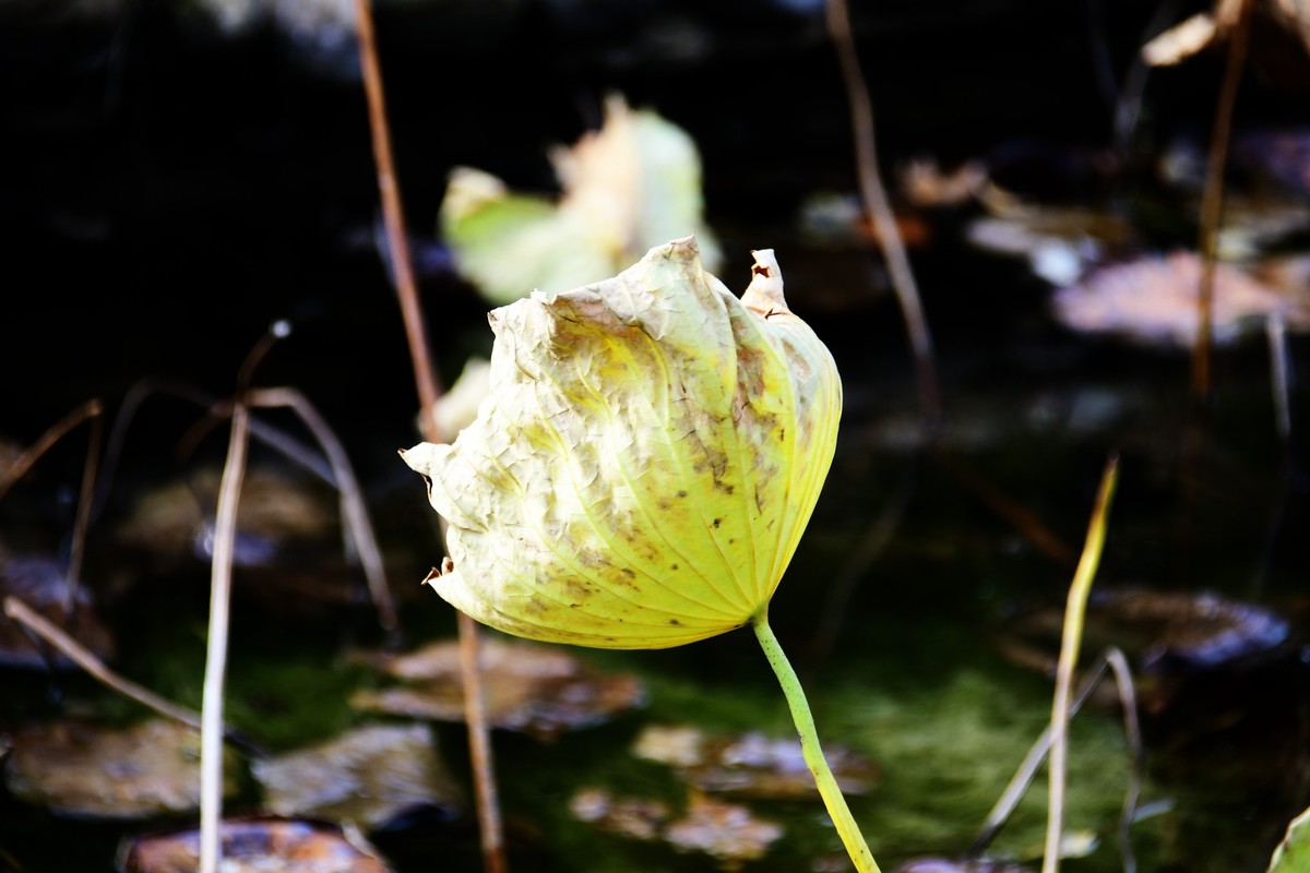 魂断香消泪不成，且留傲骨伴舟横