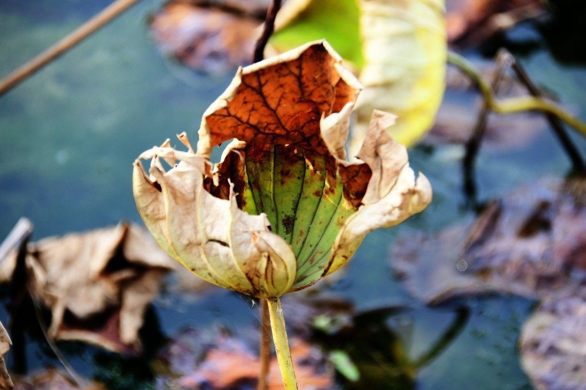 魂断香消泪不成，且留傲骨伴舟横