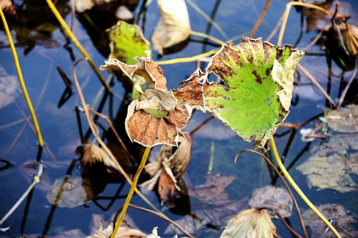 魂断香消泪不成，且留傲骨伴舟横
