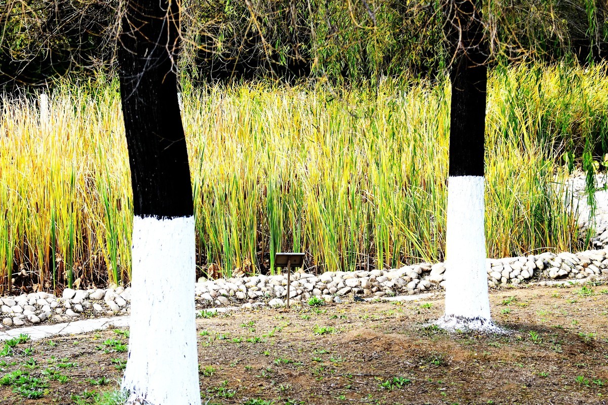 魂断香消泪不成，且留傲骨伴舟横