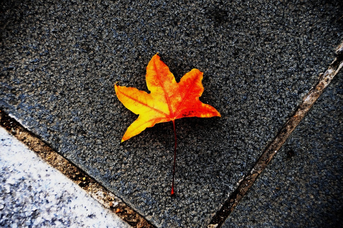 秋尽将身资沃土，来年又复树新妆