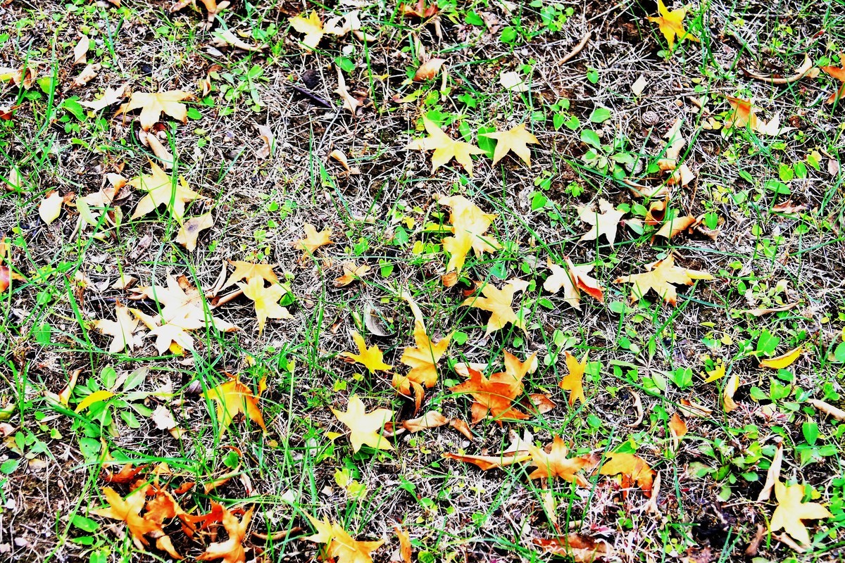 秋尽将身资沃土，来年又复树新妆