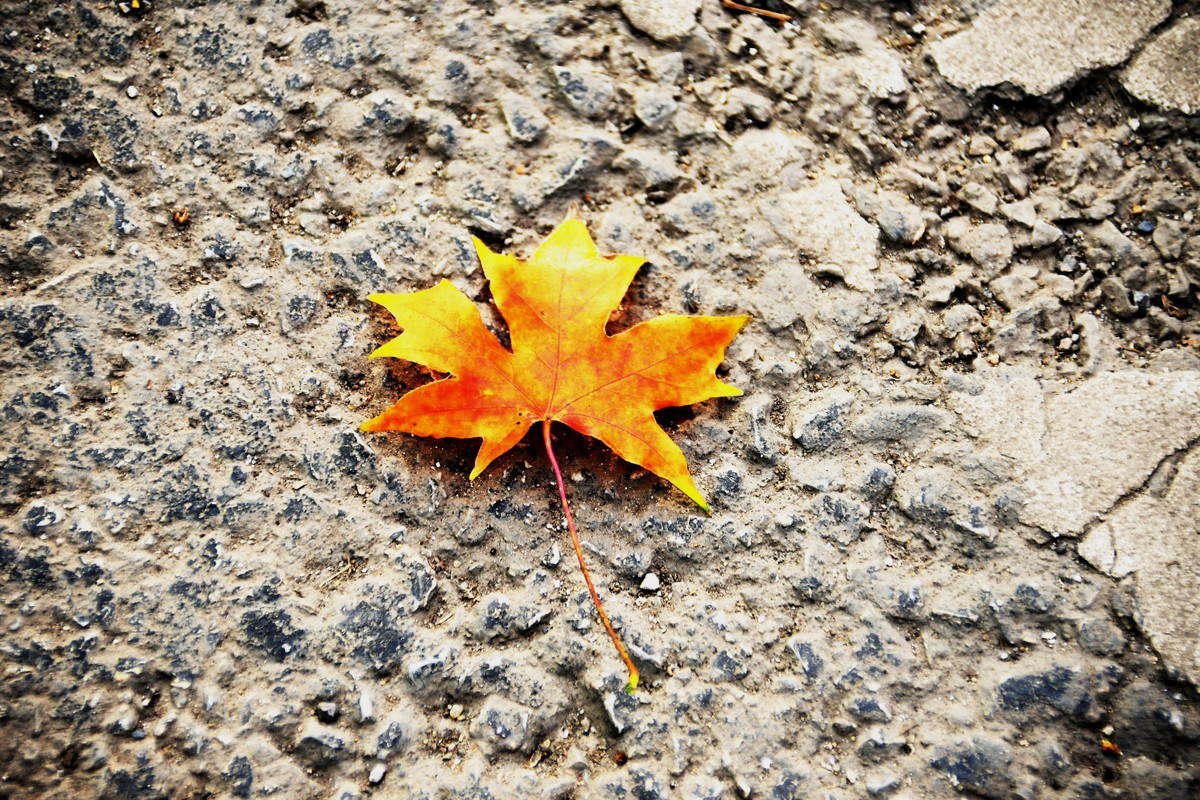 秋尽将身资沃土，来年又复树新妆