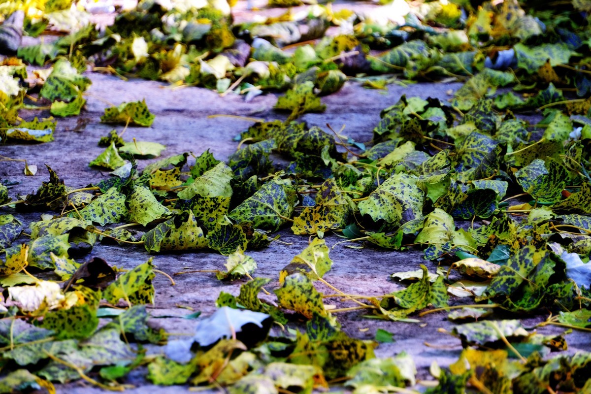 秋尽将身资沃土，来年又复树新妆