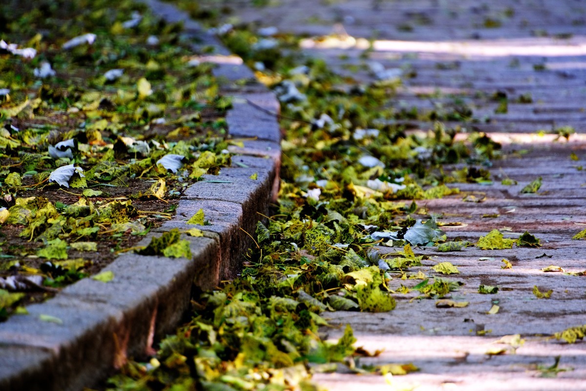 秋尽将身资沃土，来年又复树新妆