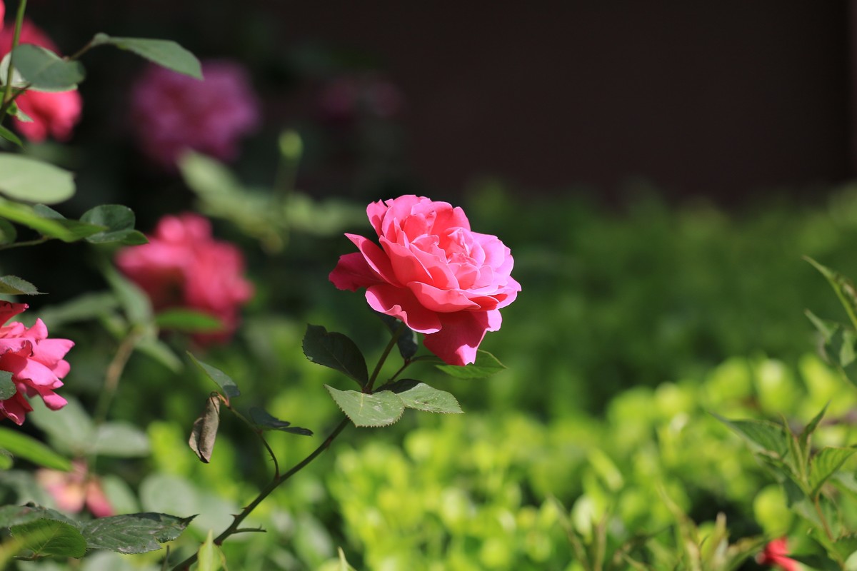 小区散步拍拍花