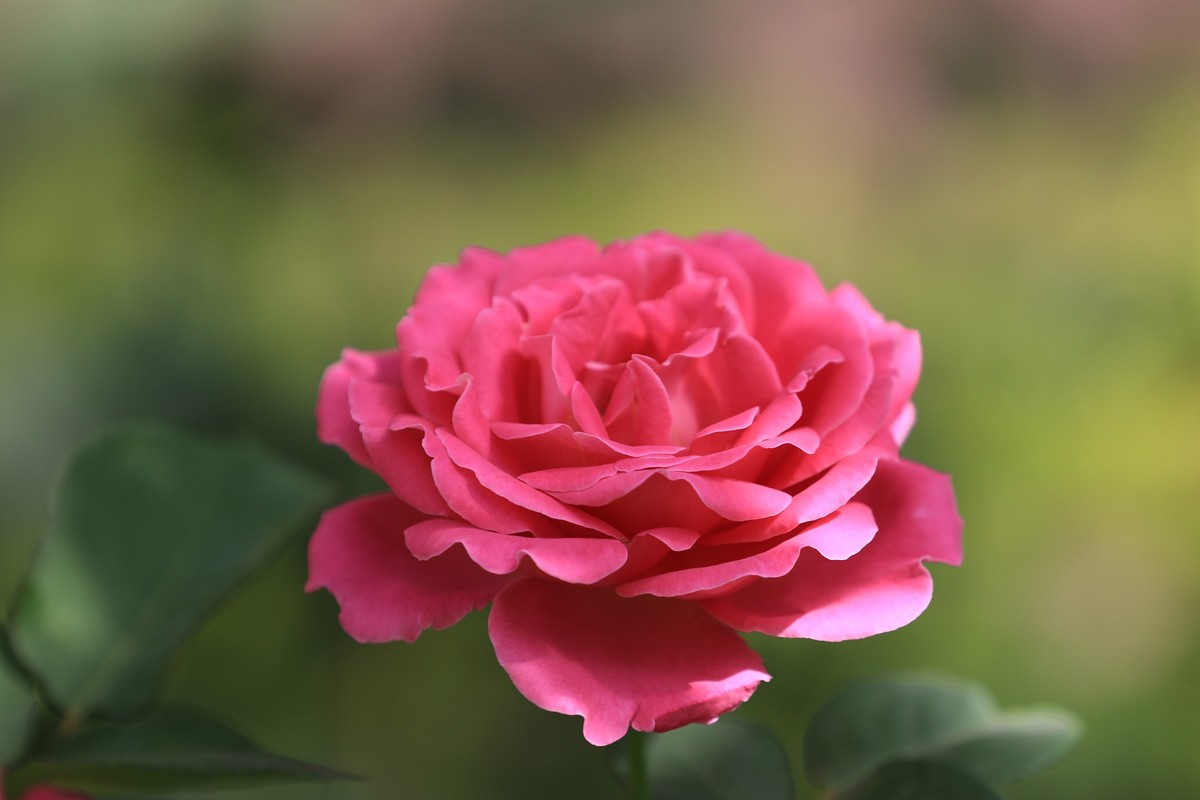 小区散步拍拍花