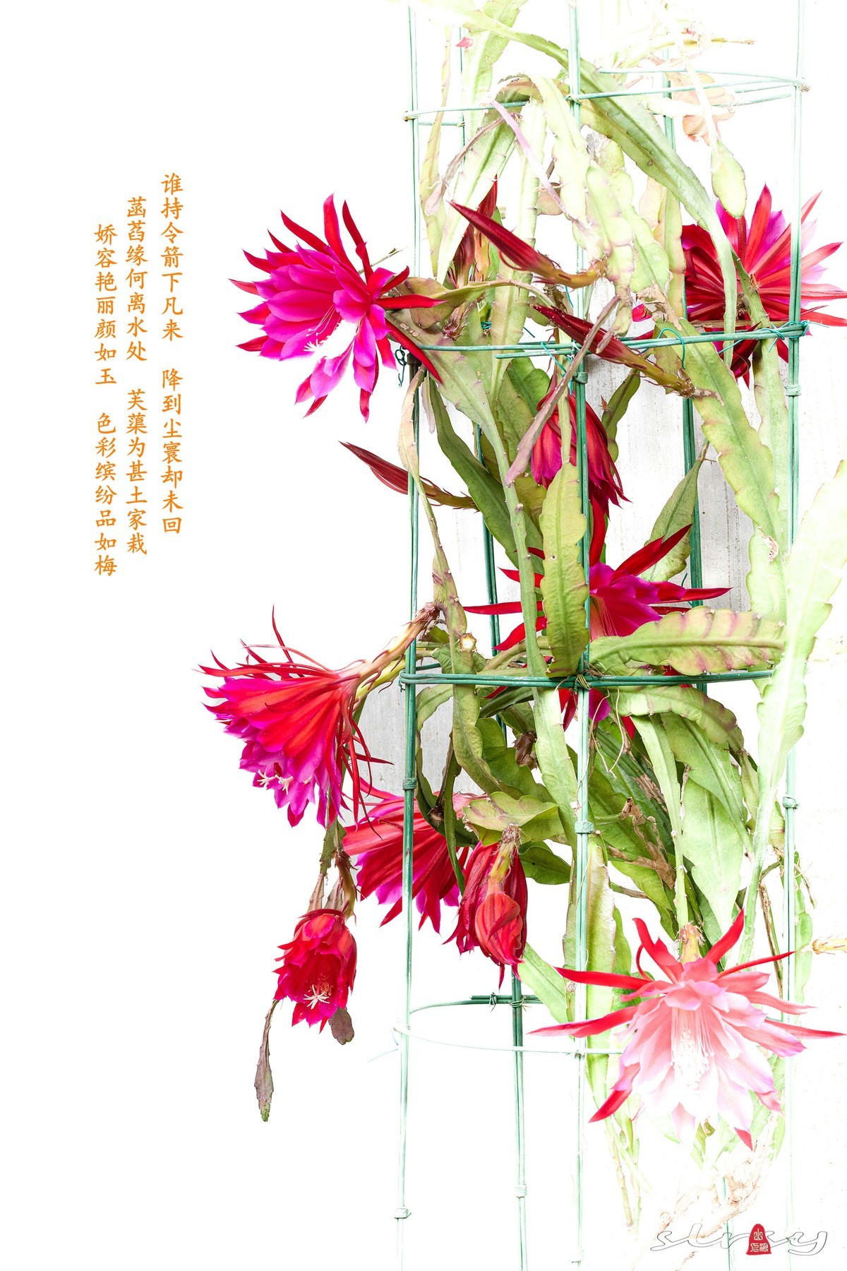 令箭荷花