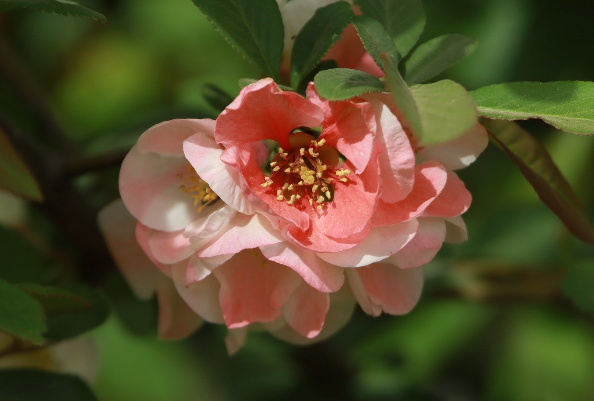关东百花园（333）——木瓜海棠
